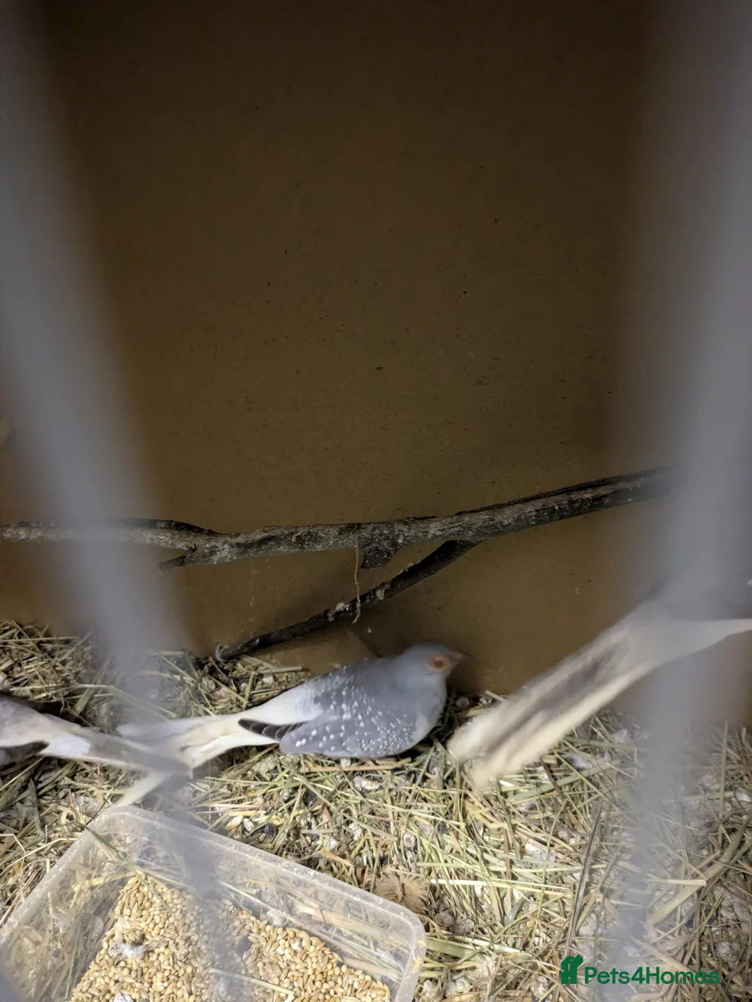 Doves birds for sale: Diamond doves 2 male 1 female  - Advert 6