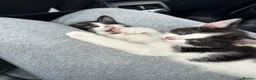 Domestic Shorthair cats for sale: 🐾Fluffy black and white kittens🐾 - Advert 5