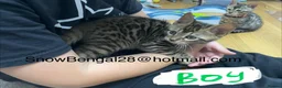 Bengal cats for sale: BENGAL kitten *READY to GO* to their forever homes - Advert 5