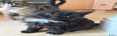 British longhair Kitten 8 - black