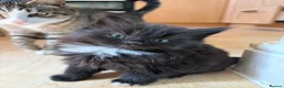 British Shorthair cats for sale: READY TO GO! 1 FEMALE black and white kitten! - Advert 11