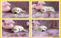 Mini Goldendoodle dogs for sale: Beautiful Family Raised F1 Mini Golden-doodles  - Image 29