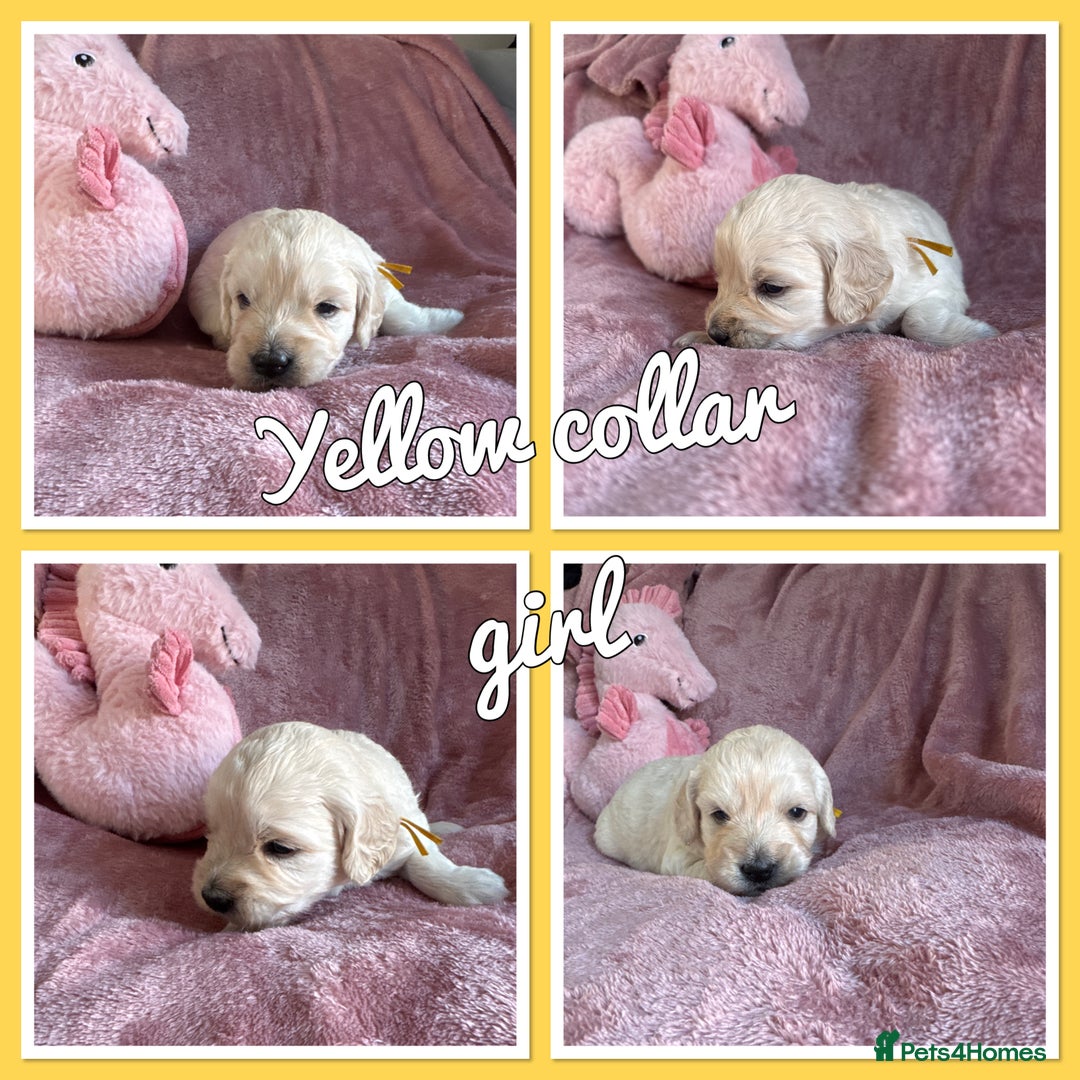 Mini Goldendoodle dogs for sale: Beautiful Family Raised F1 Mini Golden-doodles  - Image 29