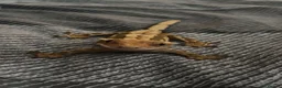 Gecko reptiles for sale: Female Crested Gecko for sale  - Advert 7