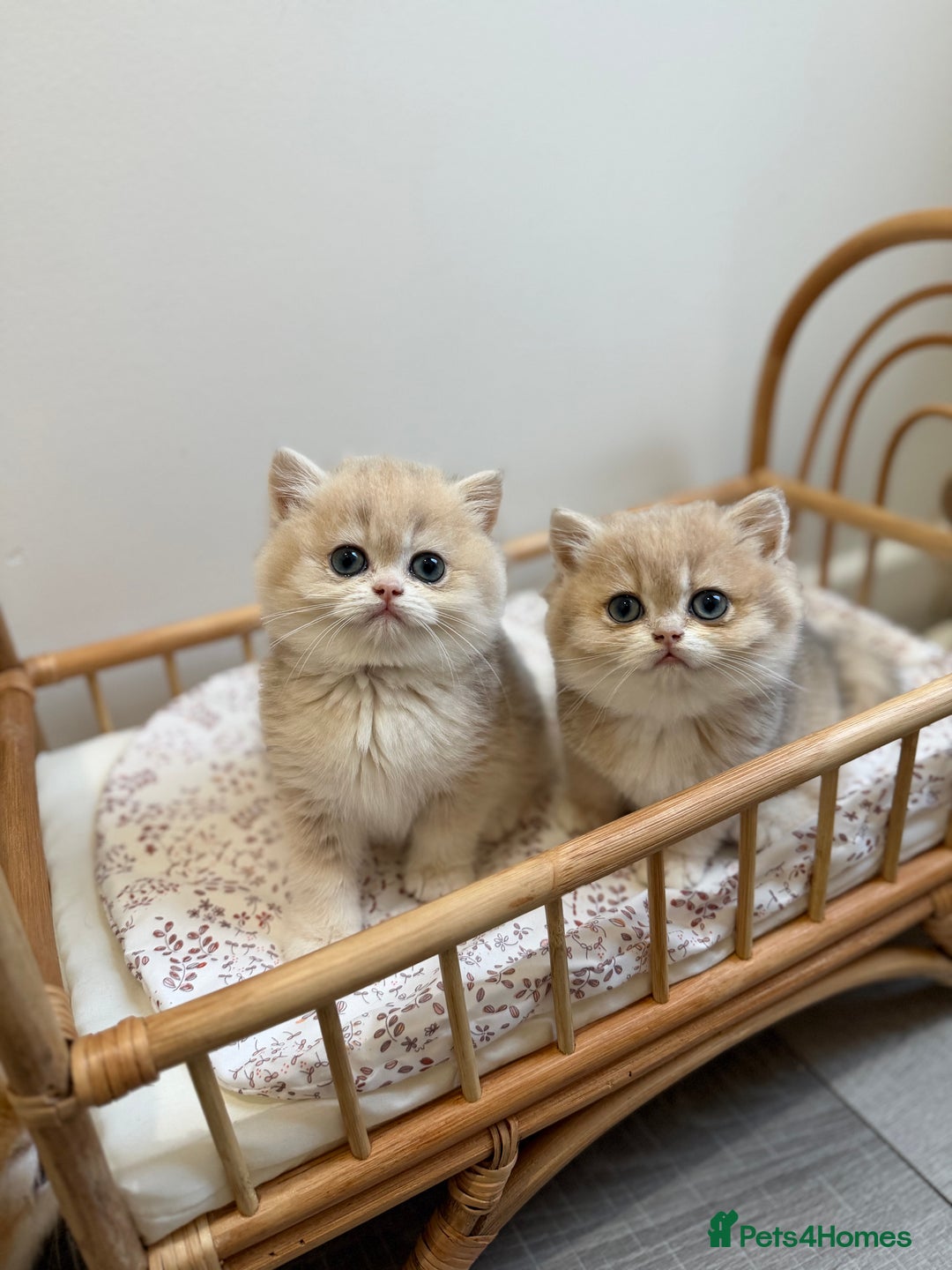 British Shorthair cats for sale: Golden Blue British Shorthair kittens - Advert 18