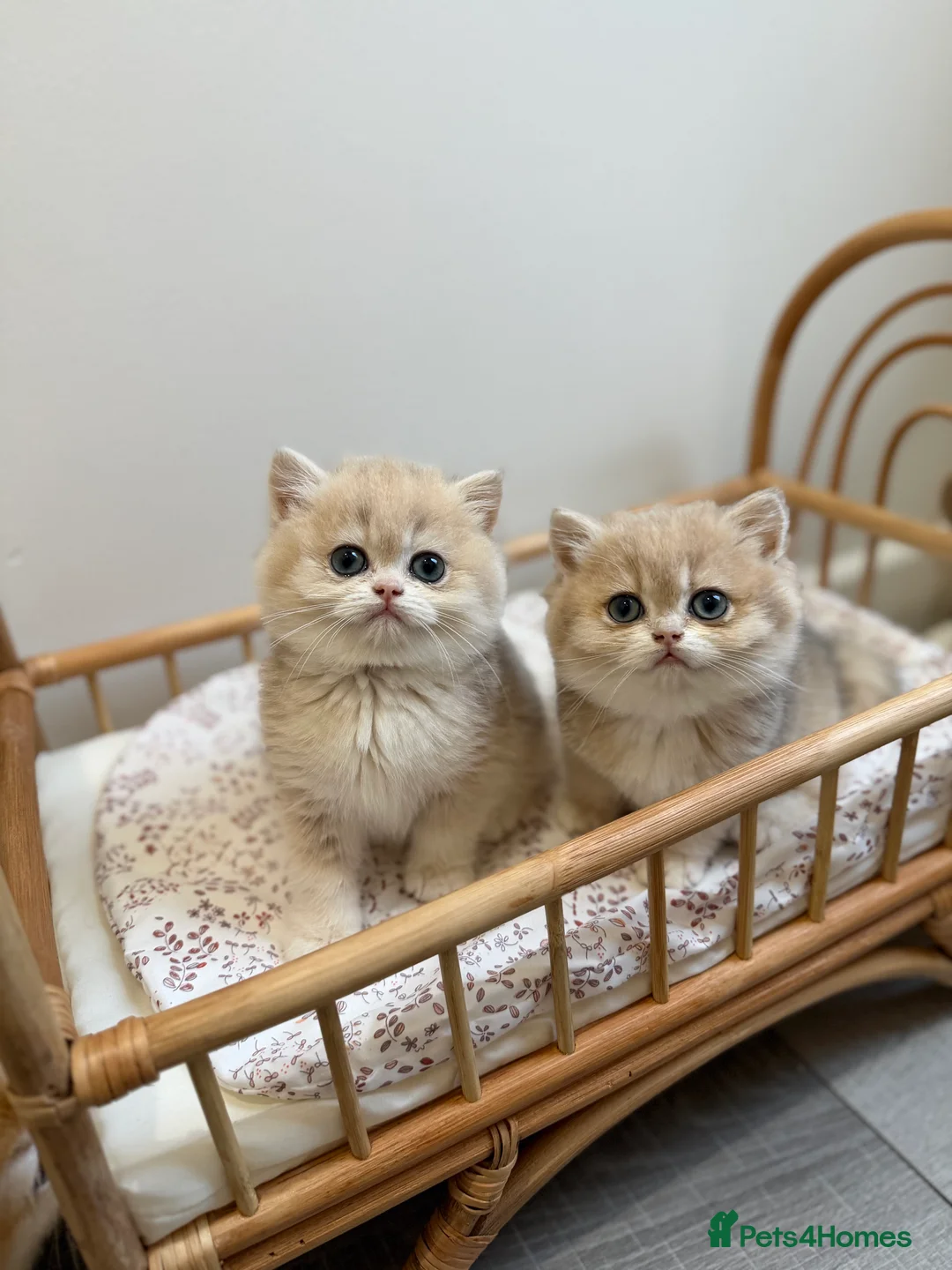 British Shorthair cats for sale: Golden Blue British Shorthair kittens - Advert 19