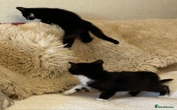 Mixed Breed cats for sale: Kittens  - Advert 4