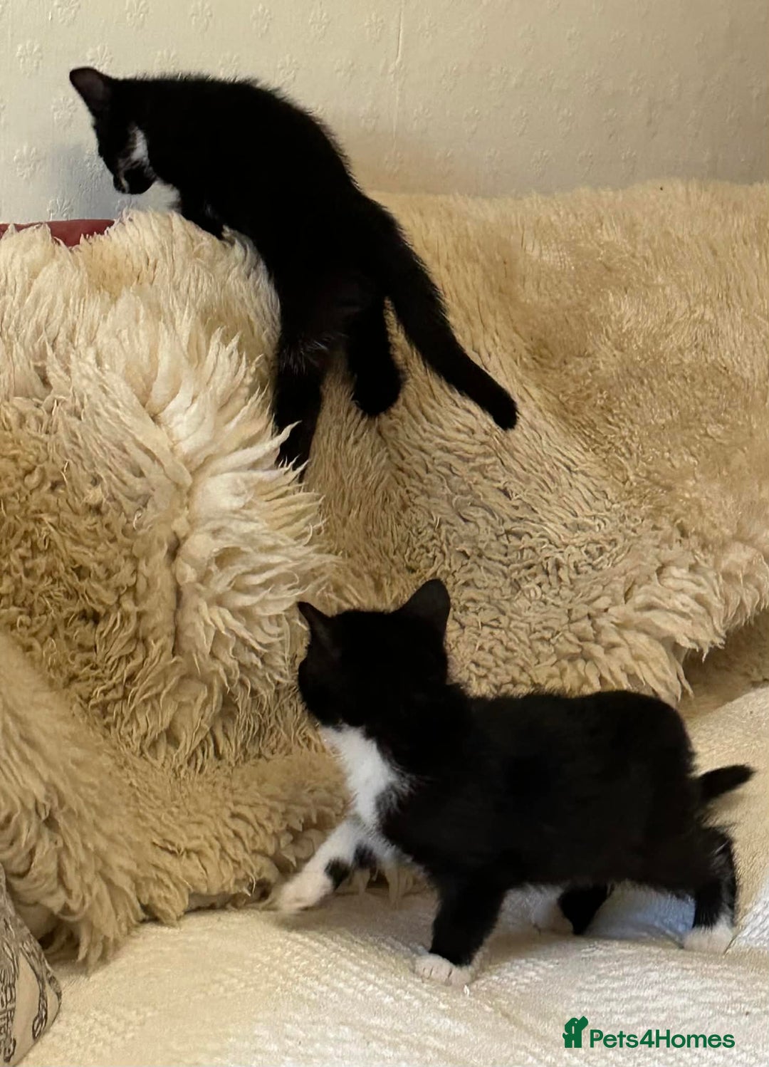 Mixed Breed cats for sale: Kittens  - Advert 4