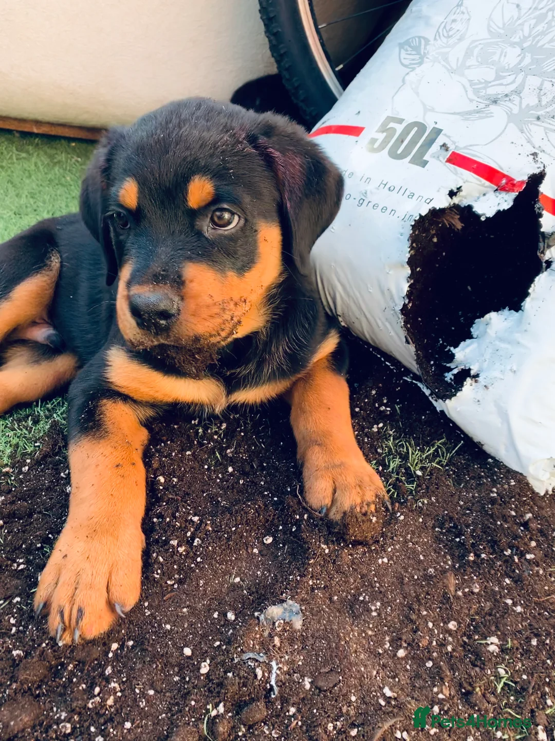 Rottweiler dogs for stud: MALE ROTTWEILER FOR STUD ONLY  - Advert 14