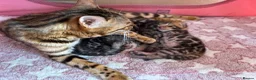 Bengal cats for sale: Beautiful TICA brown and silver Bengal kittens  - Advert 4