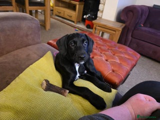 Mixed Breed dogs 1 Springer Schnoodle puppy left!! Available now - Advert 3