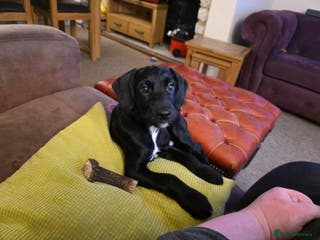 Mixed Breed dogs 1 Springer Schnoodle puppy left!! Available now - Advert 3