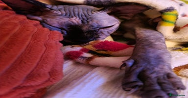 Sphynx cats - Advert 11