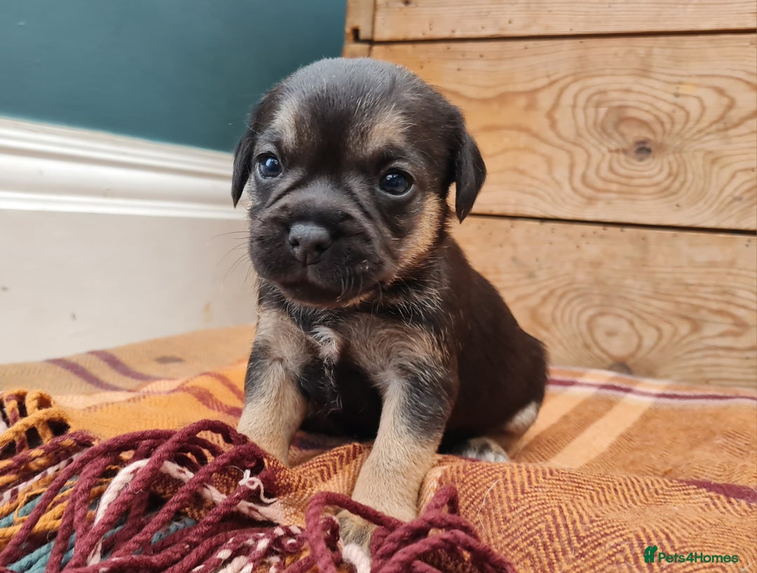 Border Terrier dogs for sale: Blue and Tan Border Terrier Pups, Ready Dec 13th - Advert 8