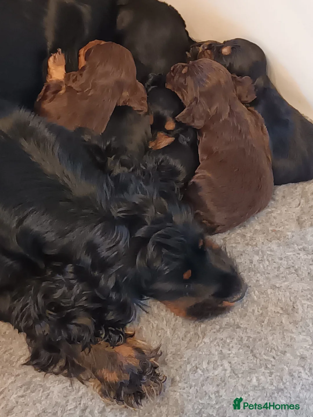 Cocker Spaniel dogs for sale: Beautiful cocker spaniels - Advert 15