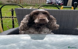 Cocker Spaniel dogs for sale: Simbawood Show Cocker Spaniels, KC reg, DNA clear - Image 2