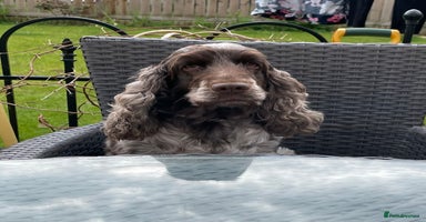 Cocker Spaniel dogs - Advert 2