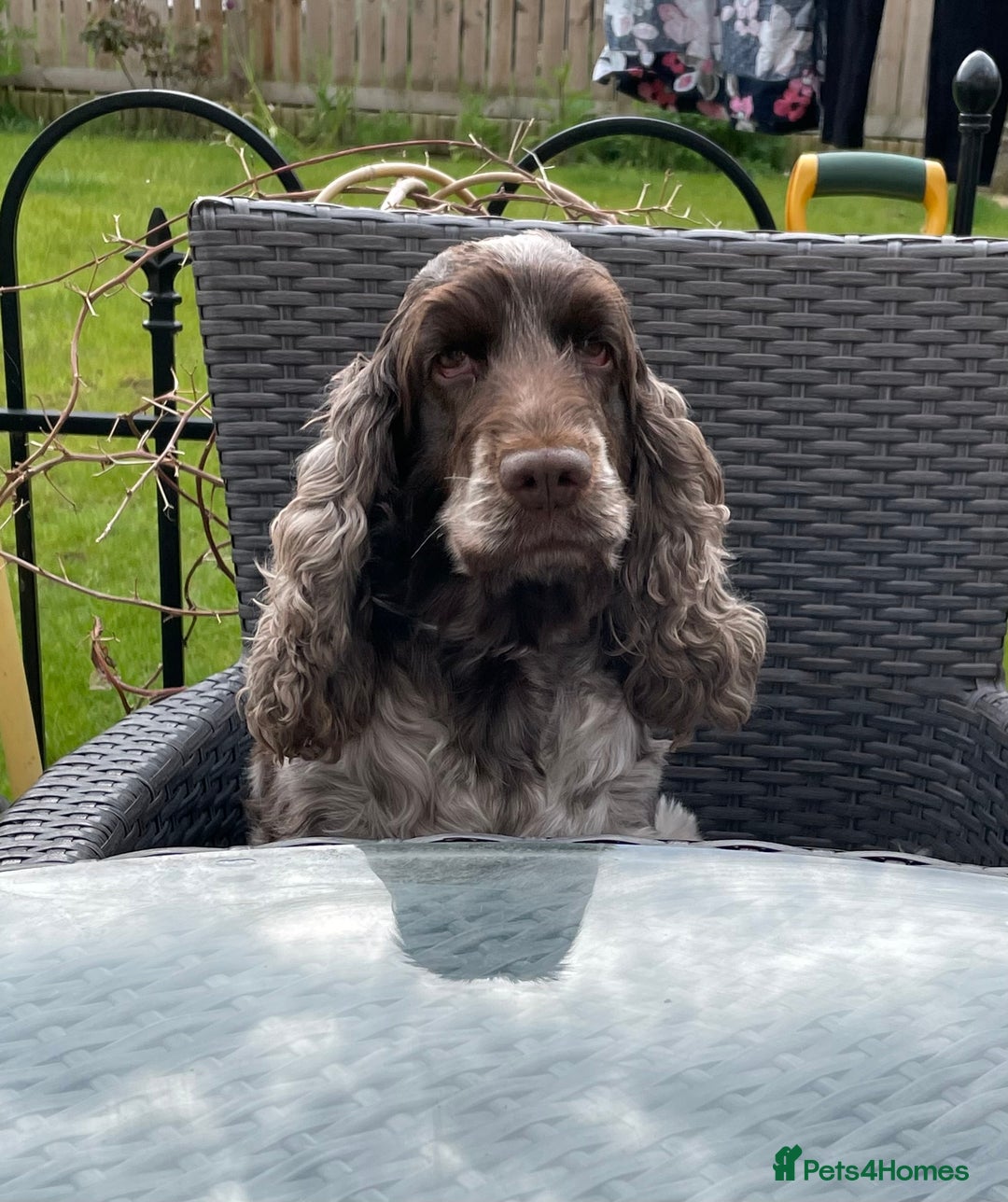 Cocker Spaniel dogs for sale: Simbawood Show Cocker Spaniels, KC reg, DNA clear - Image 2