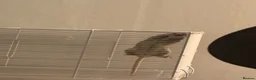 Gerbil rodents for sale: Two female gerbils  - Advert 5
