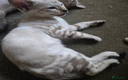 Siamese cats for sale: 3 stunning babies ready to leave now!!! - Image 14