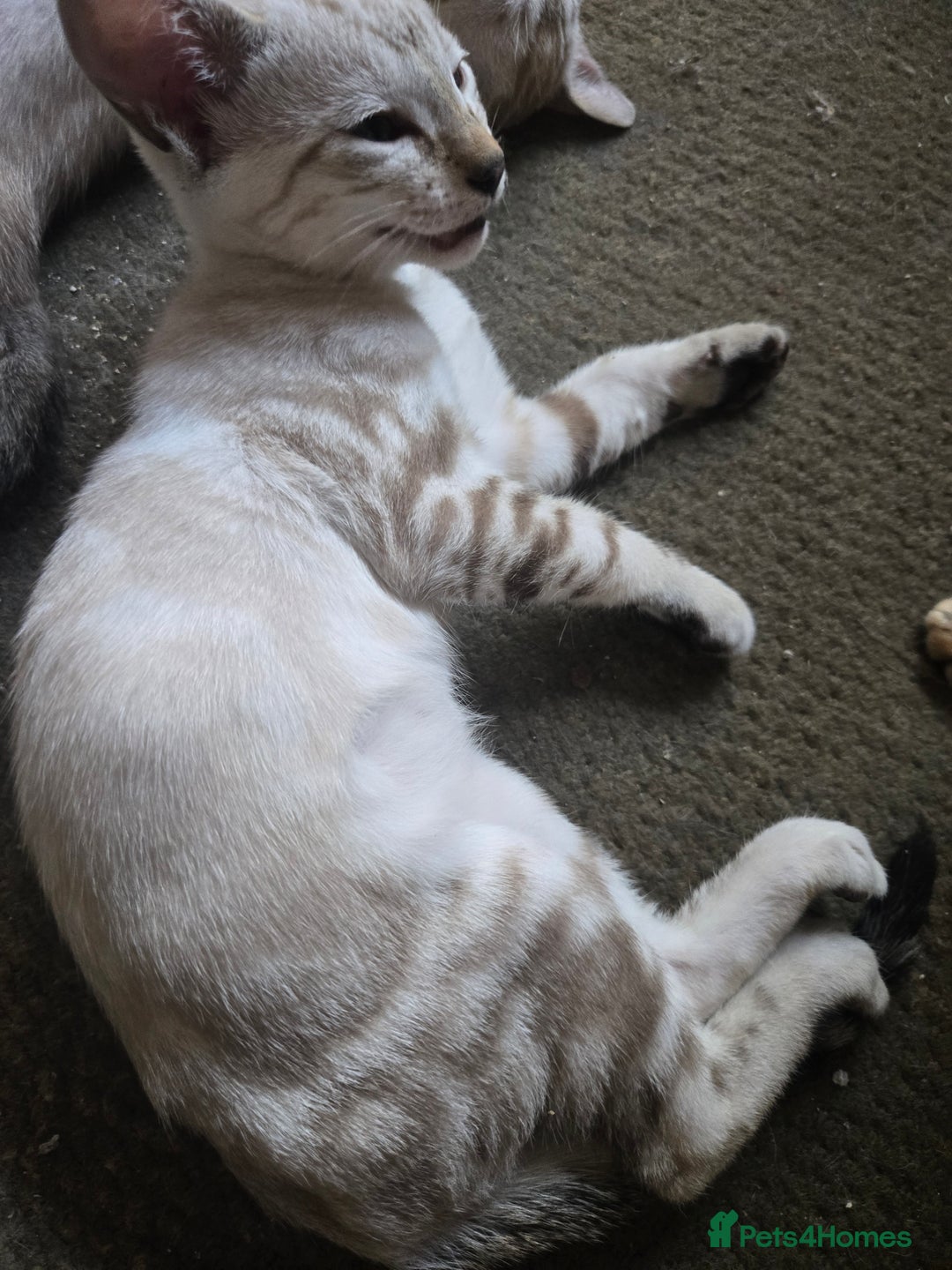 Siamese cats for sale: 3 stunning babies ready to leave now!!! - Image 14