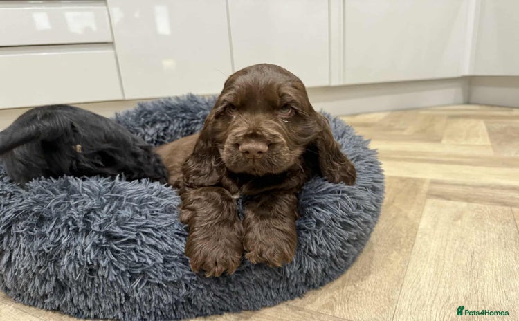 Cocker Spaniel dogs KC Registered Show type cocker spaniel  - Advert 3