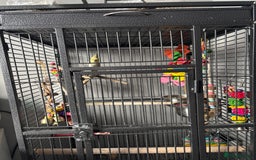 Cockatiels birds for sale: Cockatiel-Reggie - Image 2