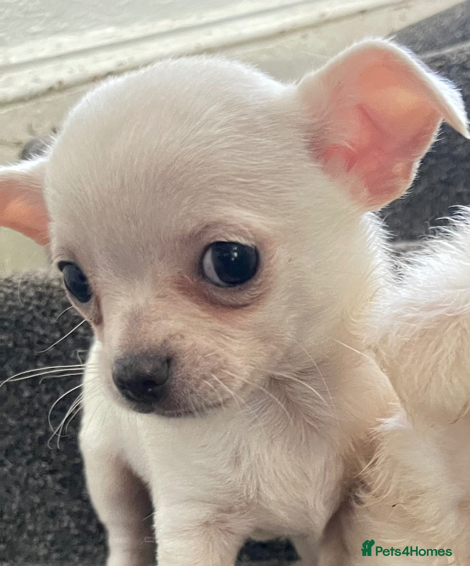 Chihuahua dogs  2 brilliant boys. Adventurous, affectionate, fun. - Advert 10