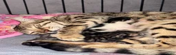 Bengal cats for sale: Bengal mix kittens  in Manchester - Advert 7