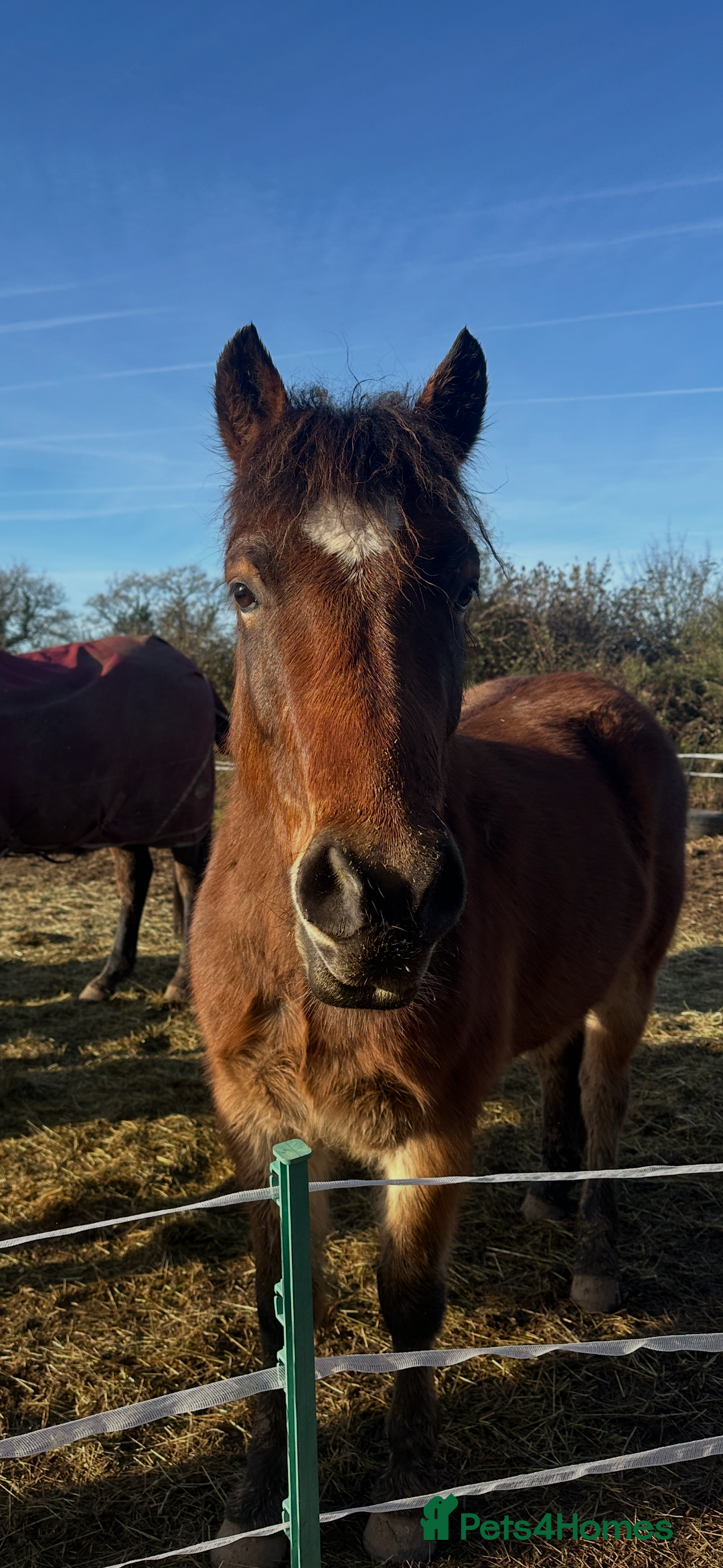 New Forest horses for sale: Rising 4 new forest gelding - Advert 6