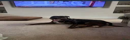 Staffordshire Bull Terrier dogs for sale: Staff x breed for sale - Advert 6
