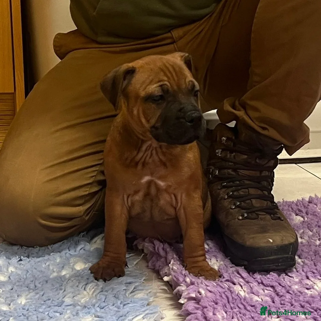 Staffordshire Bull Terrier dogs for sale: 7 Red Staffordshire Bull Terrier pups  - Advert 32