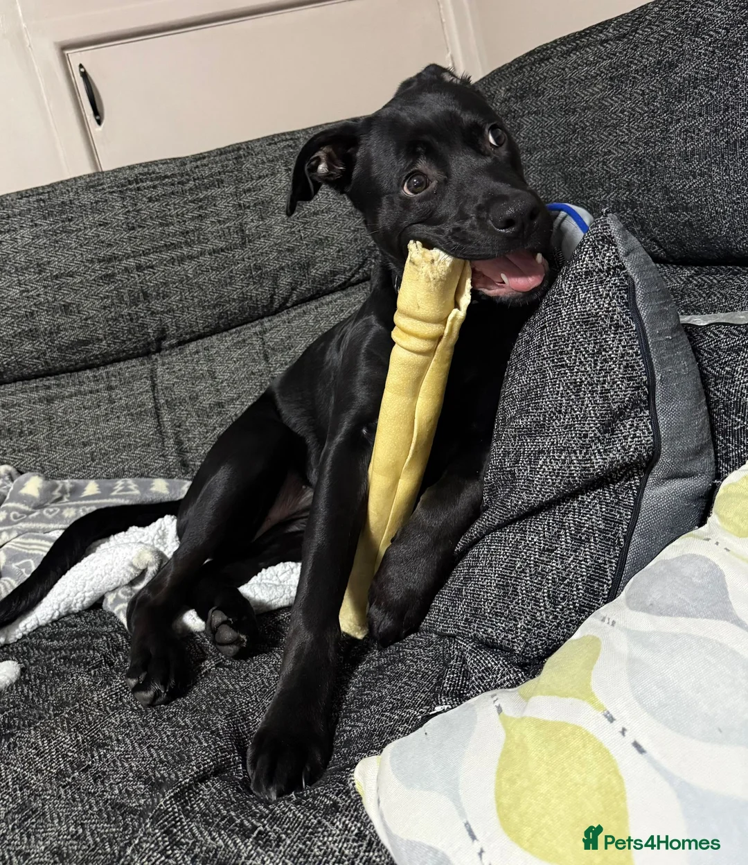 Mixed Breed dogs for sale: 8‑Month‑Old Staffy × Rottweiler Pup  in Wigan - Advert 1