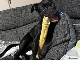 Mixed Breed dogs 8‑Month‑Old Staffy × Rottweiler Pup - Advert 1