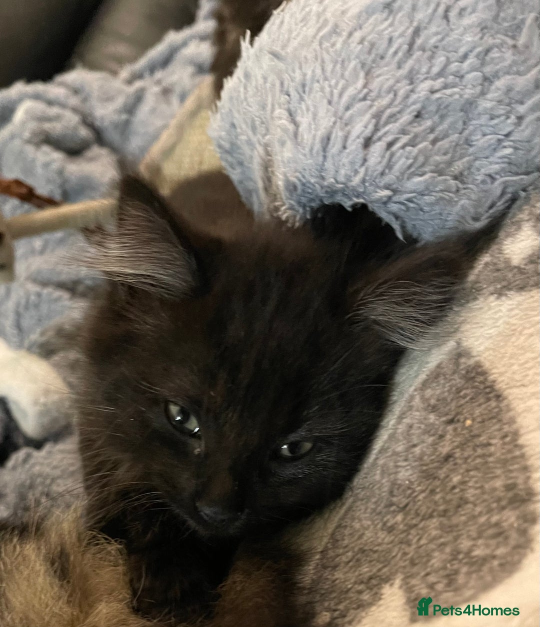 Mixed Breed cats for sale: Black Female kitten  - Advert 7