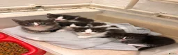 Perdoll cats for sale: 5 little baby’s  - Advert 3