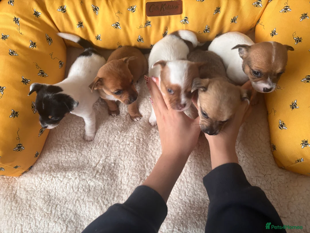Mixed Breed dogs for sale: 5 beautiful Jackchi boys  - Advert 25