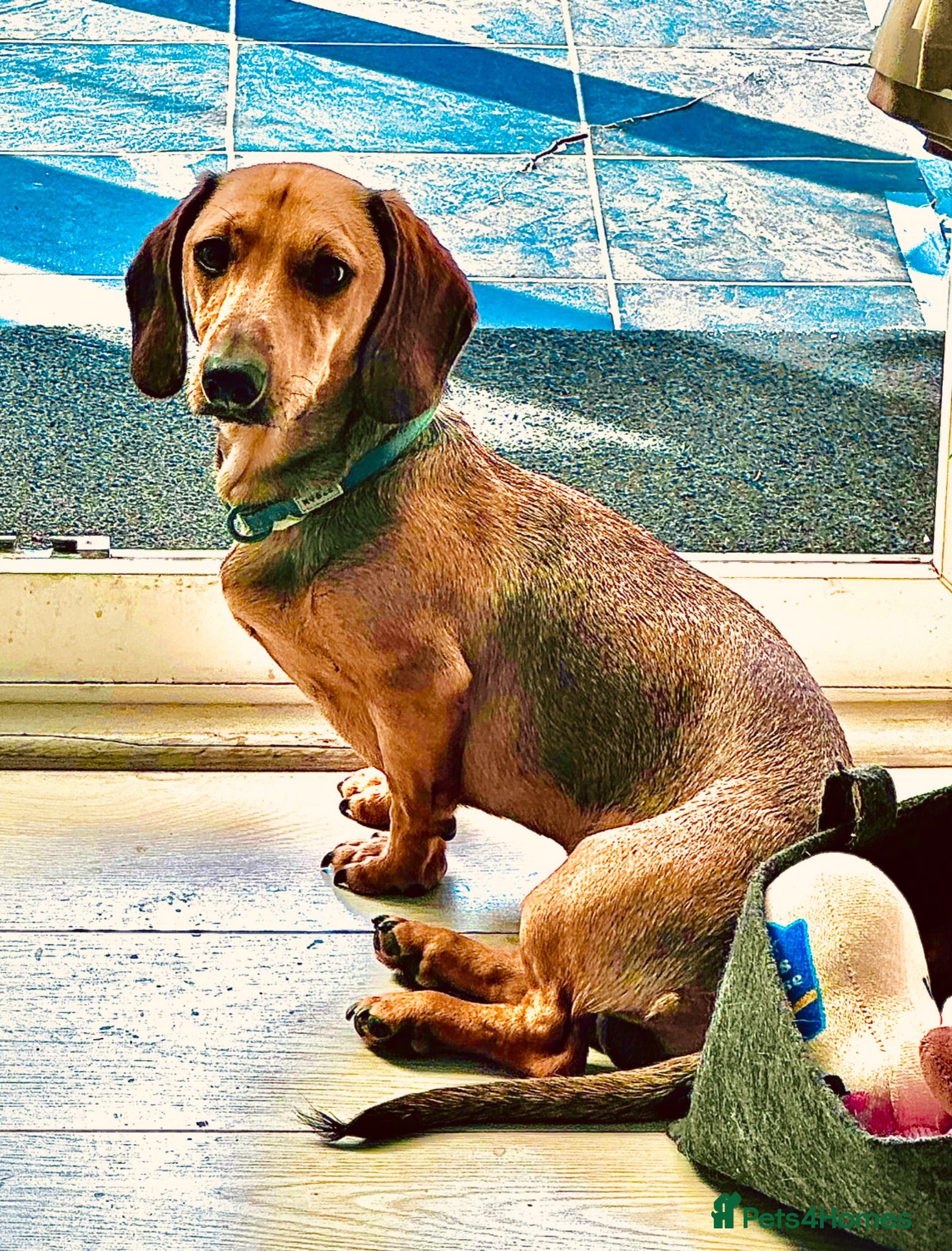 Miniature Dachshund dogs Older puppy miniature dachshund  - Advert 1