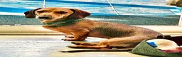 Miniature Dachshund dogs for sale: Older puppy miniature dachshund  in Bournemouth - Advert 1