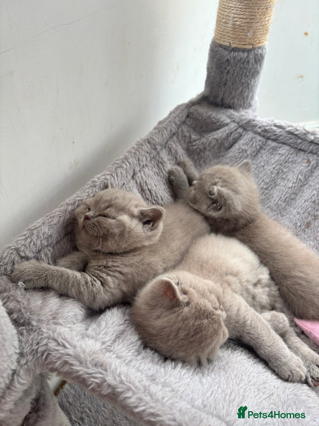 British Shorthair cats for sale: Lilic GCCF registered active champion lines  - Image 23