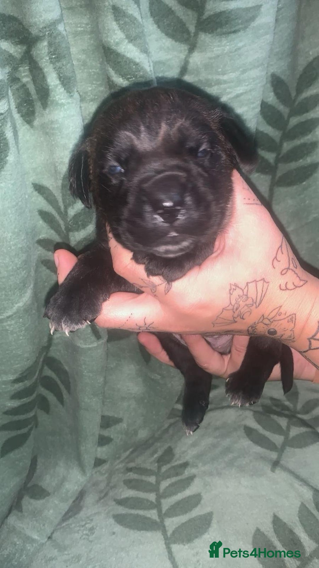 Cane Corso dogs for sale: Beautiful Cane Corso Puppies - Image 5