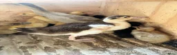 Ducks poultry for sale: Muscovy Indian runner duckling  - Advert 3