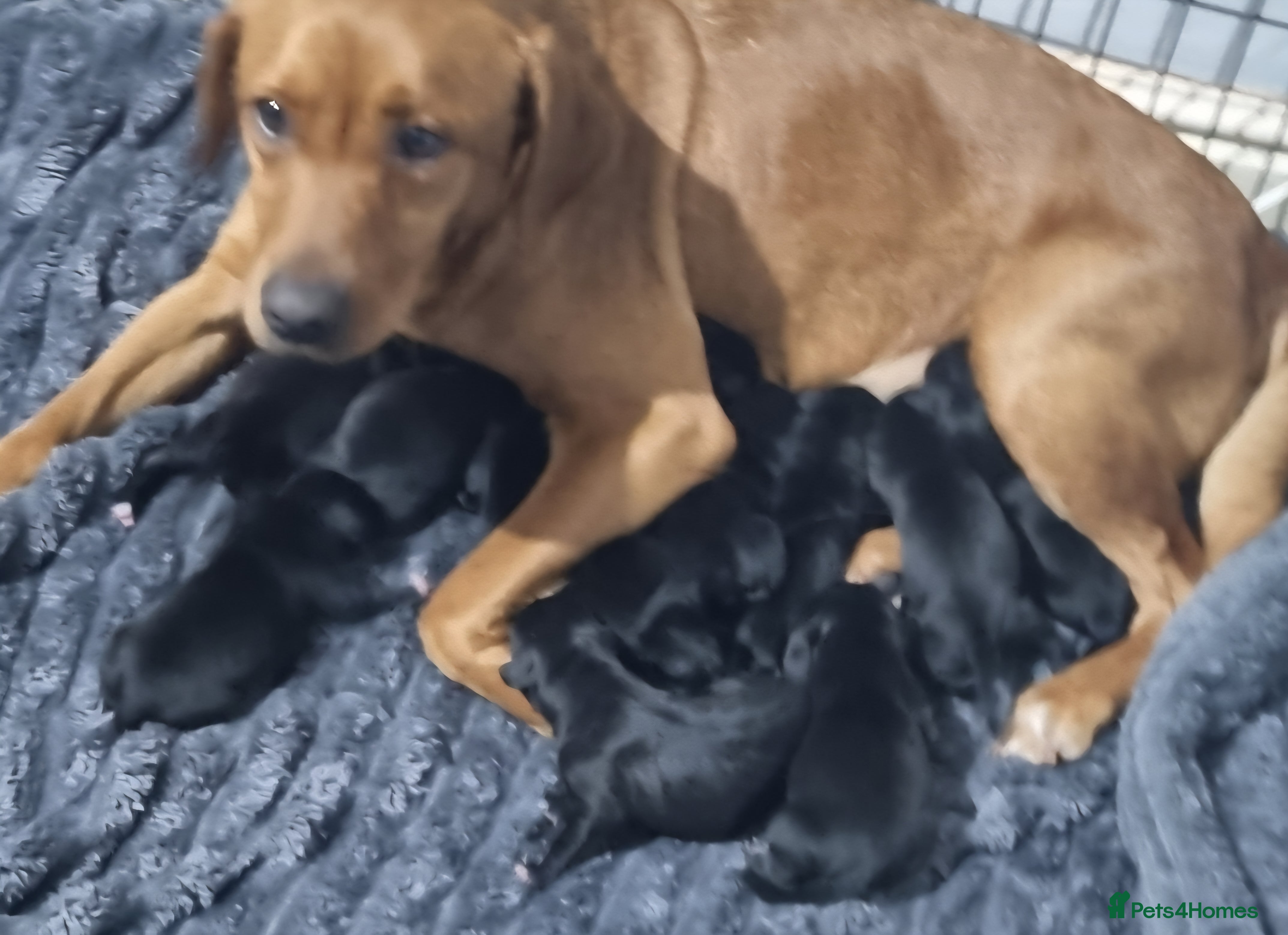 Mixed Breed dogs Staffador Puppies  - Advert 1