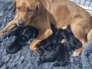 Mixed Breed dogs Staffador Puppies - Advert 1