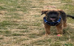 Mixed Breed dogs for sale: German shepherd x cane corso - Image 5