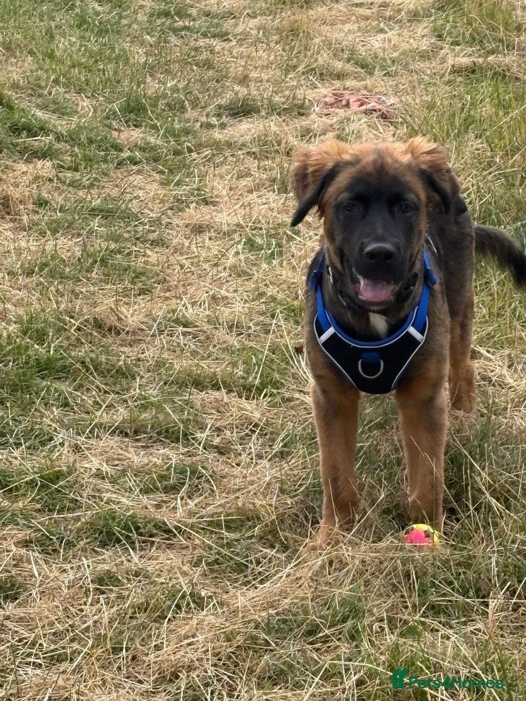 Mixed Breed dogs for sale: German shepherd x cane corso - Image 5