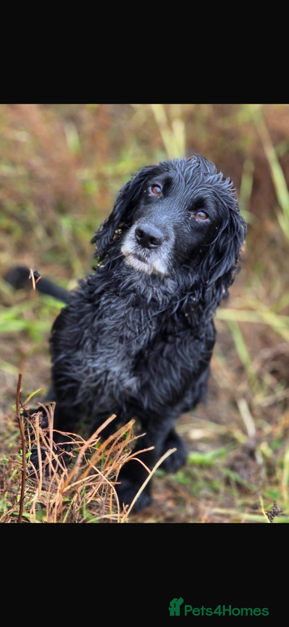 Cocker Spaniel dogs Cocker spaniel puppies - Advert 2