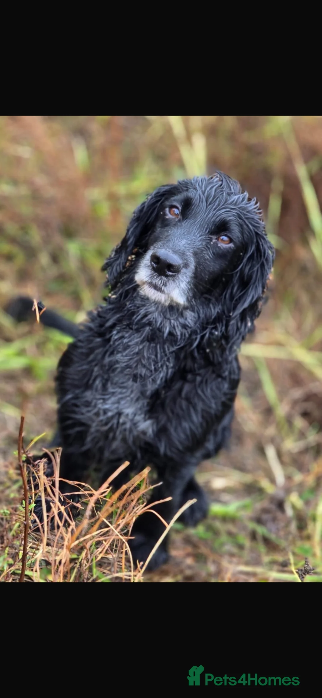 Cocker Spaniel dogs for sale: Cocker spaniel puppies - Advert 2