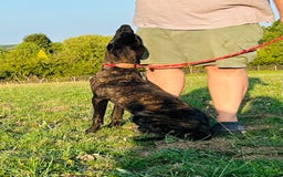 Belgian Shepherd Dog dogs for sale: Belgian Malinois / Dutch Herder  - Image 10
