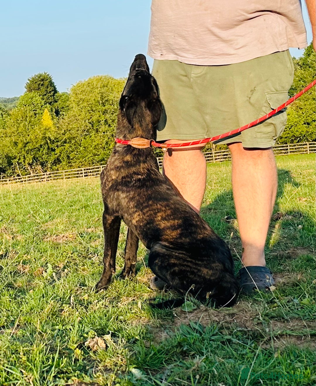 Belgian Shepherd Dog dogs for sale: Belgian Malinois / Dutch Herder  - Image 10
